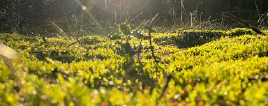 Goois Natuurreservaat De Zuid - Bosberg