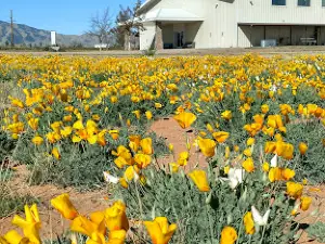Broken Arrow Baptist Church & Camp