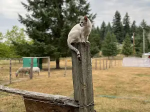 The Healing Farm
