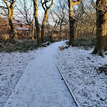 Churwell Urban Woodlands - Daffil Woods