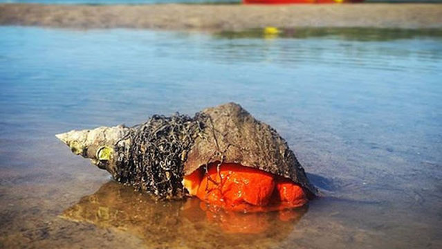 Rising Tide Explorers