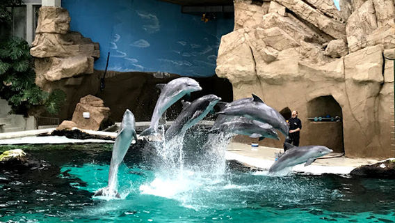 Delfinarium Zoo Duisburg