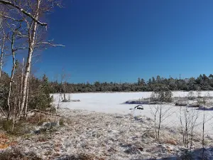 Wildseemoor