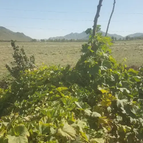Gul Kha Jan Garden