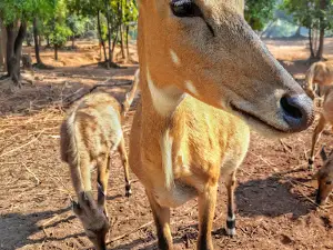 JungleMahal Zoological Park