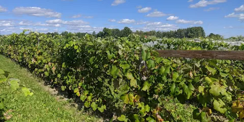 Vignoble du Vent Maudit