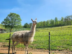 Niederfischbach e.V. Zoo