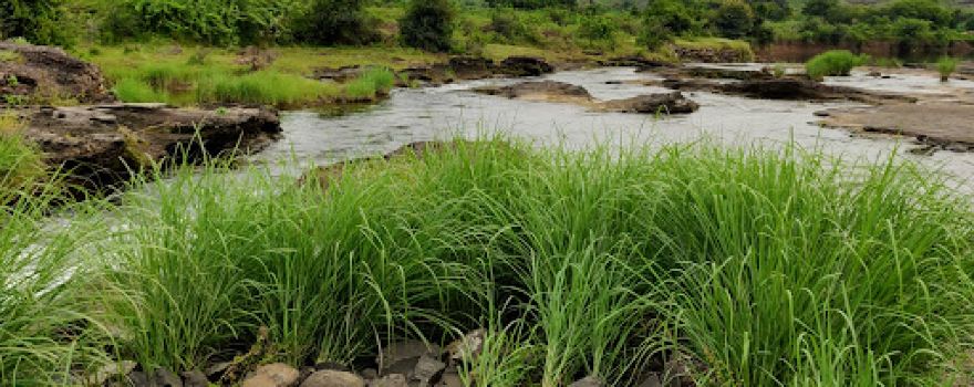Gondur Lake गोंदूर तलाव