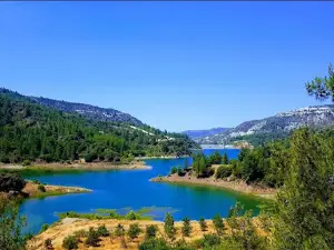 Paphos Forest