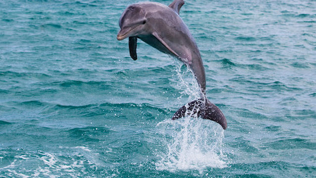 Hilton Head Dolphin Cruises Tale Hunter