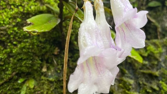 Shenmu Tiankeng (Shenmu Pre-Tour Open Space)