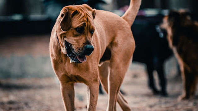 Herty Pines Dog Park