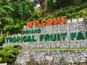 Tropical Fruit Farm