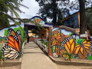 "El Rosario" Monarch Butterfly Sanctuary