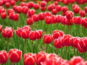 Kamiyubetsu Tulip Park