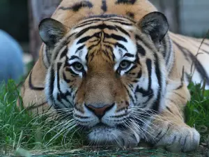 Tallinn Zoo