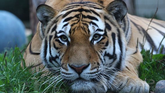 Tallinn Zoo