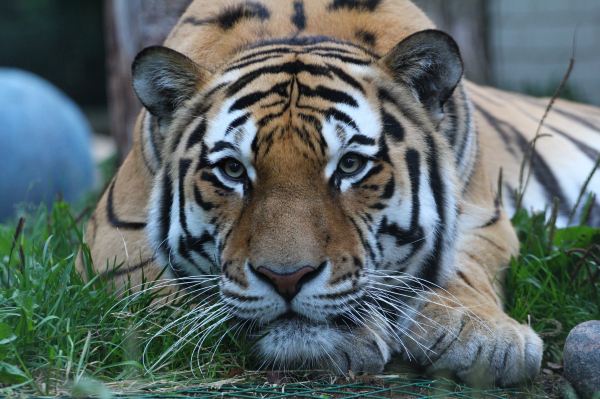 Tallinn Zoo
