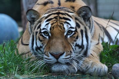 Tallinn Zoo