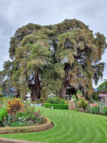 Tree of Tule