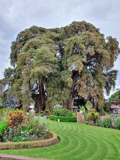 Tree of Tule