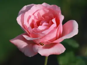 Elizabeth Park Rose Garden