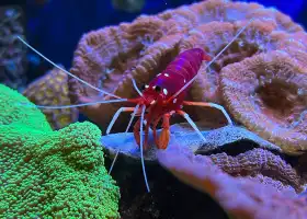 Loebbecke-Museum und Aquazoo