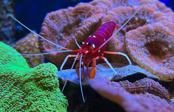 Loebbecke-Museum und Aquazoo門票成人