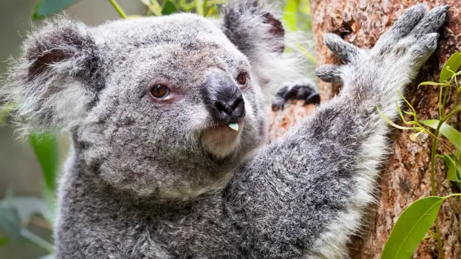 5_Perth Zoo