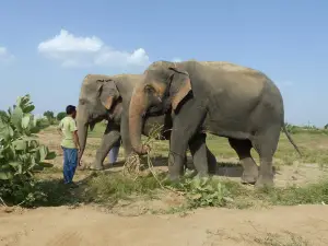 Wildlife SOS