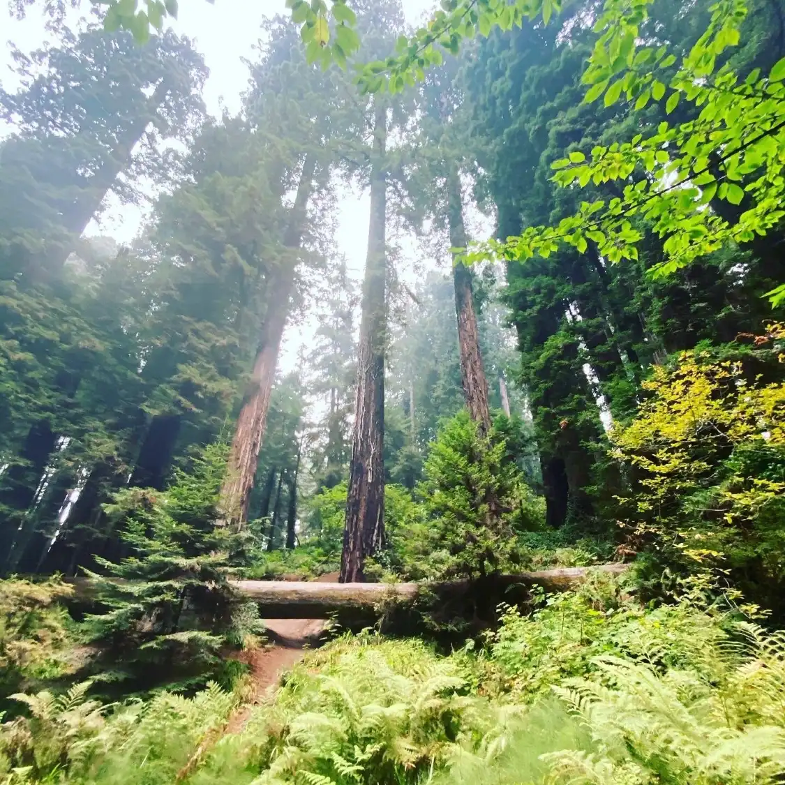 Hotels near Sequoia Park Garden