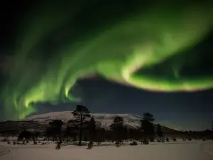 Wild Sweden