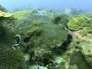 Dive and Green