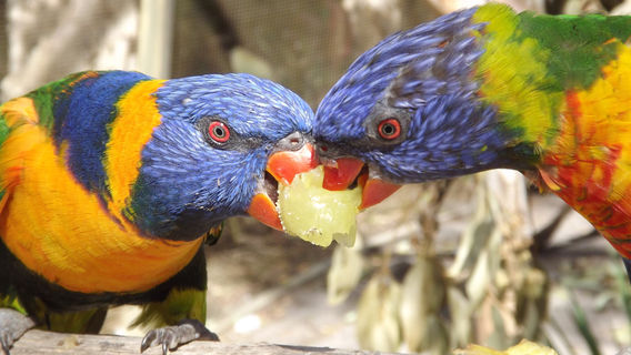 Ranger Red's Zoo & Conservation Park