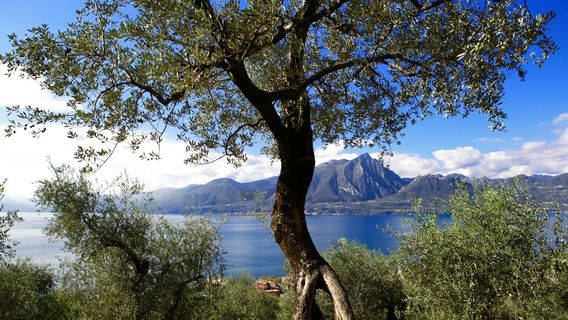 Paolo Bonomelli Boutique Olive Farm