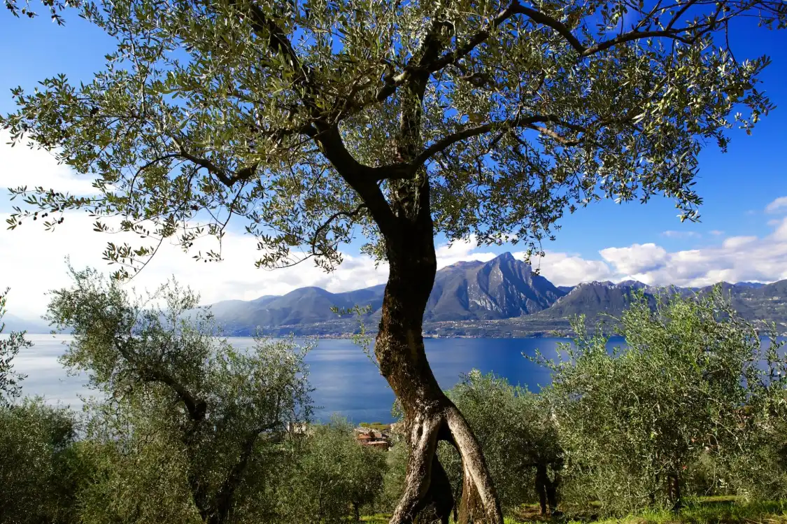Hotel in zona Paolo Bonomelli Boutique Olive Farm