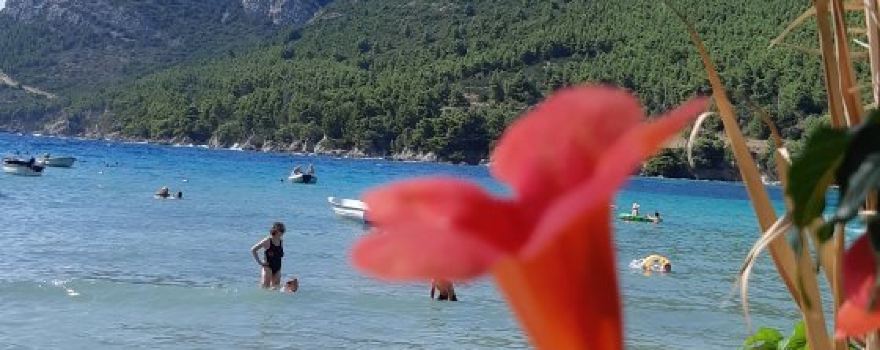 Žuljana