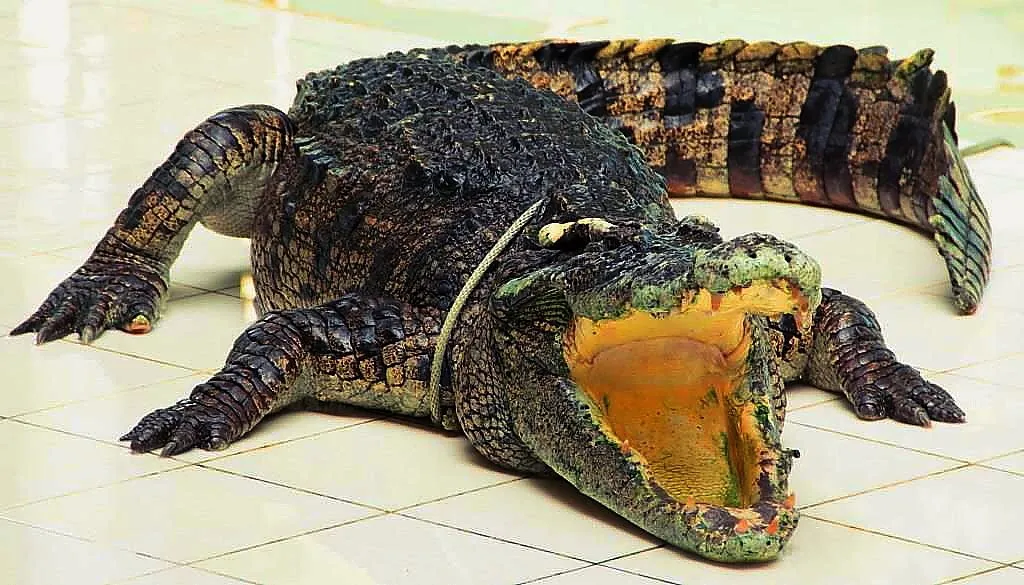 2_Phuket Crocodile World