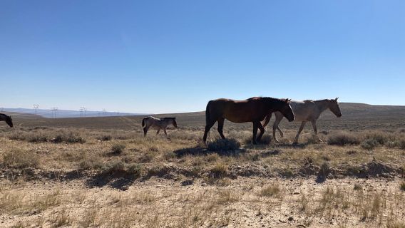 Pilot Butte Wild Horse Scenic Loop