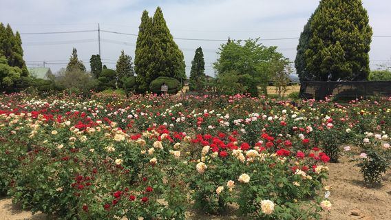 RSK rose garden