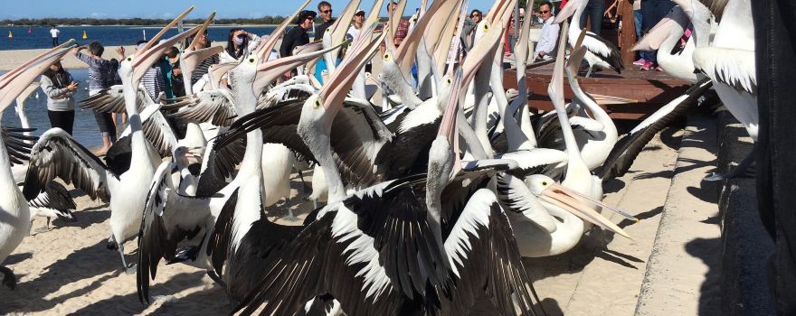 Pelican Feeding