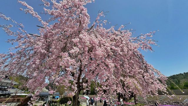 Shibazakura Park: Hana no Jutan