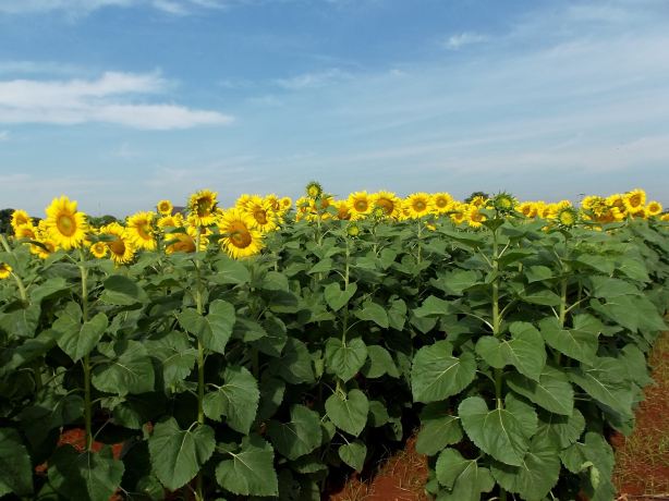 Suwan Farm's Sweet Corn