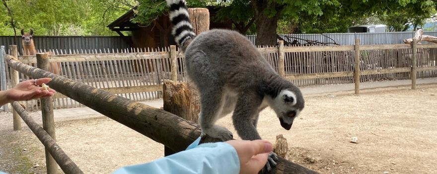 Zoo Hasel