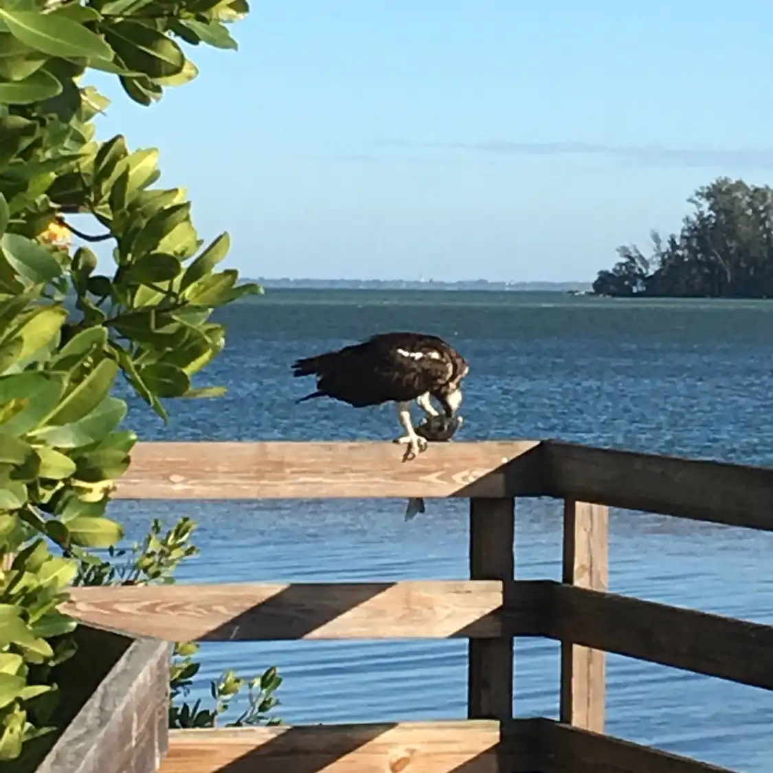 Hotels near Leffis Key Preserve
