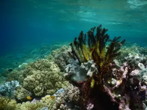 Tomia Ocean Dive