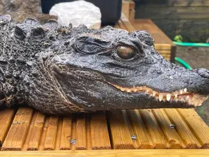 Crocs R Us