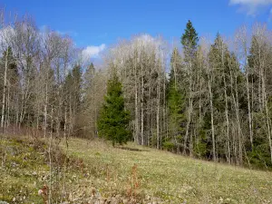 Uvaberget Tenhult