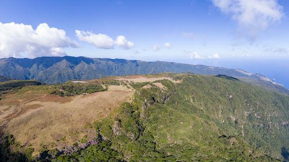 Fanal Forest