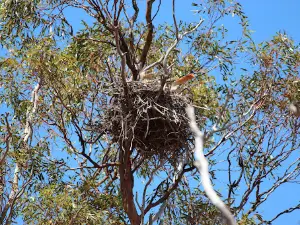 Rowles Lagoon